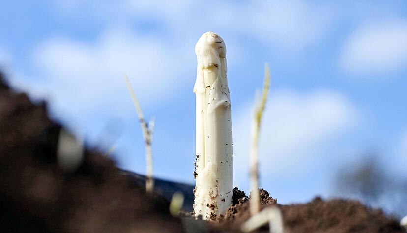 Die Spargelsaison hat begonnen - am Wochenende wurde in Teilen Badens der erste Spargel gestochen. (Archivbild) Die Spargelsaison hat begonnen - am Wochenende wurde in Teilen Badens der erste Spargel gestochen. (Archivbild)