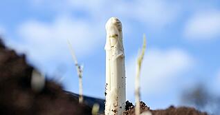 Die Spargelsaison hat begonnen - am Wochenende wurde in Teilen Badens der erste Spargel gestochen. (Archivbild)