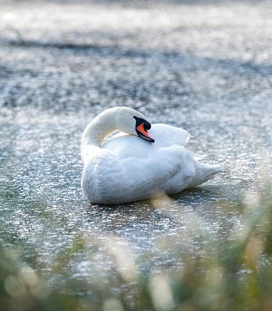 Februar: Eiseskälte hat die Region im Griff. Einem Schwan auf dem zugefrorenen Pfühlsee in Heilbronn macht die Kälte nichts aus.