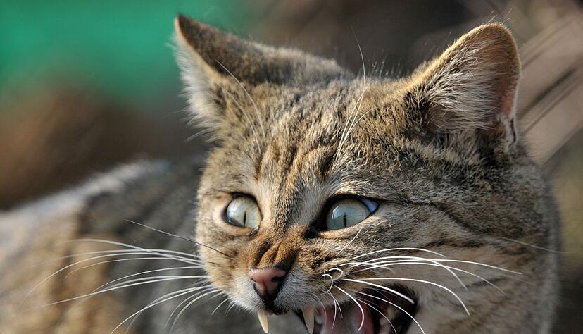 Der größte Feind der Wildkatze? Ausgerechnet der zahme Kuschelkater, der Deutschen liebstes Haustier. Der größte Feind der Wildkatze? Ausgerechnet der zahme Kuschelkater, der Deutschen liebstes Haustier.