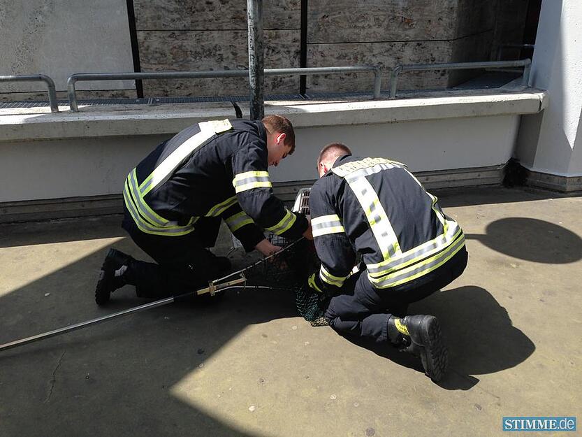 Feuerwehr rettet Entenfamilie | 02.07.
