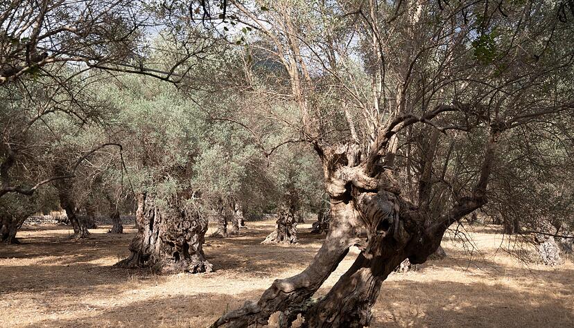 Wasserknappheit ist auf Mallorca vor allem in der Hochsaison kein neues Problem.