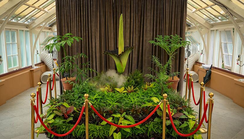 Die Bl&uuml;te der Titanwurz hat in Sydneys Botanischem Garten einen Hype entfacht.