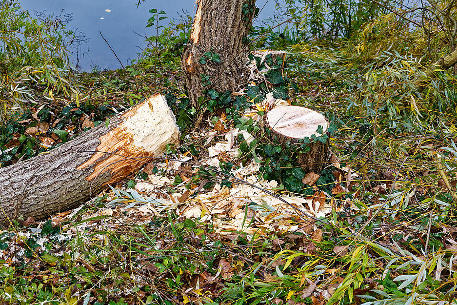 Bevor sie umkippen, werden stark beschädigte Bäume gefällt.