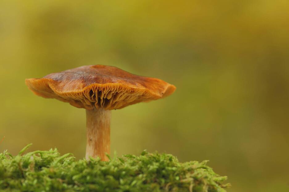 Der Orangefuchsige Raukopf kann schnell mit den essbaren Pfifferlingen verwechselt werden. Der Giftpilz ist jedoch etwas dunkler gef&auml;rbt und hat normale, nicht am Stiel herablaufende Lamellen. Er riecht nach Rettich und schmeckt mild. Das macht den Pilz so t&uuml;ckisch. Denn der Raukopf enth&auml;lt lebensgef&auml;hrliche nieren- und lebersch&auml;digende Gifte. Besonders fatal: Vergiftungssymptome treten fr&uuml;hestens nach zwei Tagen auf, k&ouml;nnen aber auch nach zwei Wochen auffallen.