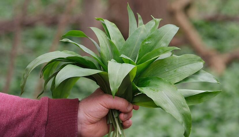Der B&auml;rlauch besitzt charakteristische Merkmale, auf die Sammler achten k&ouml;nnen. (Symbolbild)