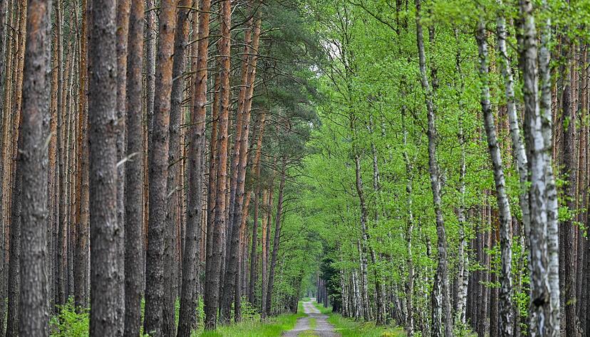 Wo Kiefern auf Birken treffen: Diese Allee verl&auml;uft im Wald bei Jacobsdorf in Brandenburg. (Archivfoto)