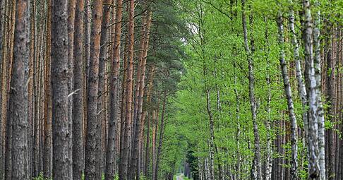 Wo Kiefern auf Birken treffen: Diese Allee verl&auml;uft im Wald bei Jacobsdorf in Brandenburg. (Archivfoto)