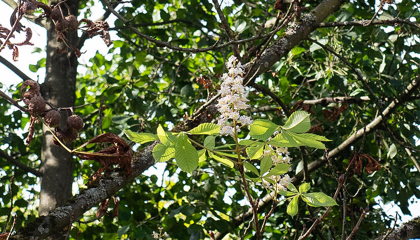 Seltsames Ph&auml;nomen: Im Heilbronner Pf&uuml;hlpark tragen einzelne Kastanien mitten im September "Notbl&uuml;ten".