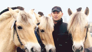 Fjordpferde sind alljährlich auf dem Öhringer Pferdemarkt zu sehen. Zusammen mit Haflingern und Ponys werden sie in Ring drei bewertet.
          Foto: Bettina Henke