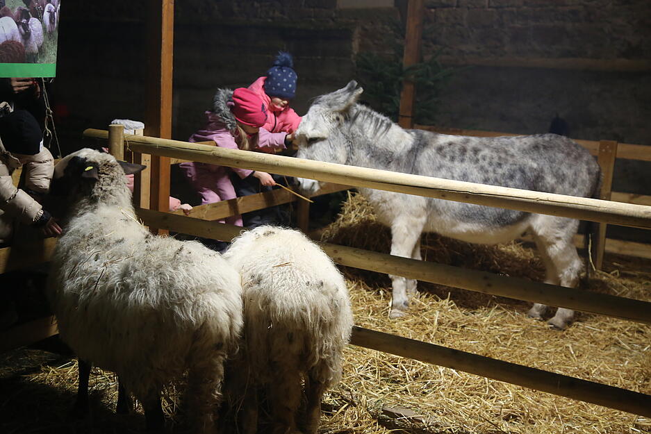 Highlight für die Kinder - die lebende Krippe mit Esel und Schafen. Highlight für die Kinder - die lebende Krippe mit Esel und Schafen.
