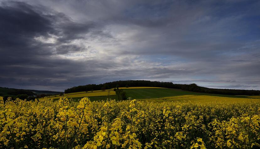 Regenwolken ziehen über blühende Rapsfelder. Regenwolken ziehen über blühende Rapsfelder.