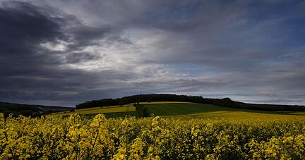 Regenwolken ziehen über blühende Rapsfelder in Nordbayern. Regenwolken ziehen über blühende Rapsfelder in Nordbayern.
