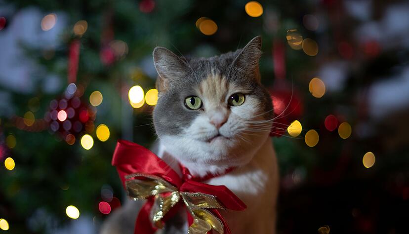 So s&uuml;&szlig; sie auch aussehen: Haustiere sind als Weihnachtsgeschenk keine gute Idee.