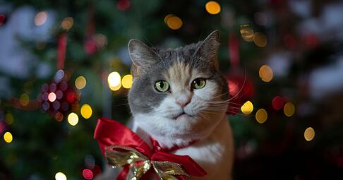 So s&uuml;&szlig; sie auch aussehen: Haustiere sind als Weihnachtsgeschenk keine gute Idee.