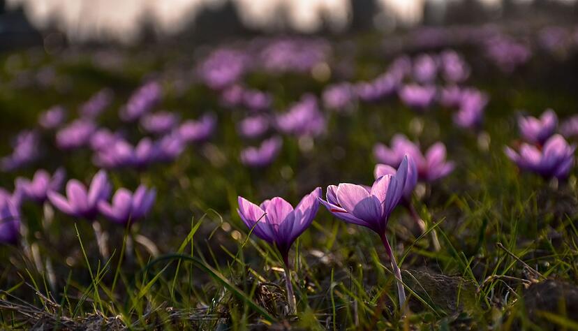 Safran ist als das teuerste Gew&uuml;rz der Welt bekannt. (Archivbild)