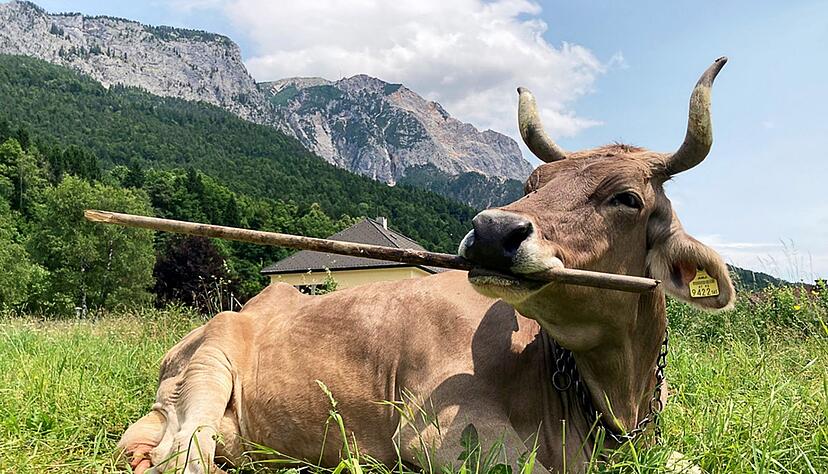 Veronika schnappt sich lange Objekte, um sich zu kratzen.