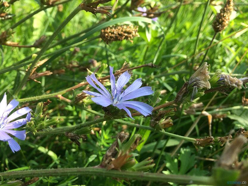 Artenvielfalt im heimischen Garten Artenvielfalt im heimischen Garten