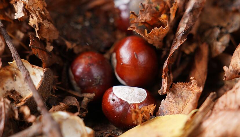 Sie liegen derzeit &uuml;berall: Kastanien. (Archivbild)