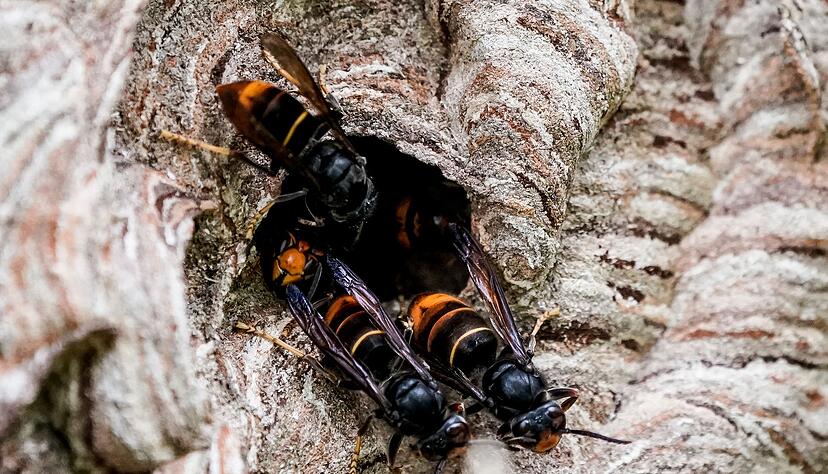 Asiatische Hornissen (Vespa velutina nigrithorax) sammeln sich an einem Ausgang ihres Nestes. Asiatische Hornissen (Vespa velutina nigrithorax) sammeln sich an einem Ausgang ihres Nestes.
