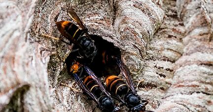Asiatische Hornissen (Vespa velutina nigrithorax) sammeln sich an einem Ausgang ihres Nestes.