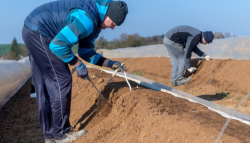 Ge&uuml;bte Spargelstecher arbeiten mit Gef&uuml;hl. Sie gehen pfleglich mit den zerbrechlichen Stangen um, die zu Deutschlands beliebtesten Gem&uuml;sesorten z&auml;hlen.