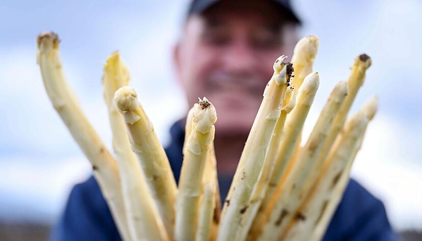 Spargel gibt es zu Ostern vor allem bei den Direktvermarktern - in den Superm&auml;rkten sieht das Angebot mancherorts eher d&uuml;nn aus (Archivbild)