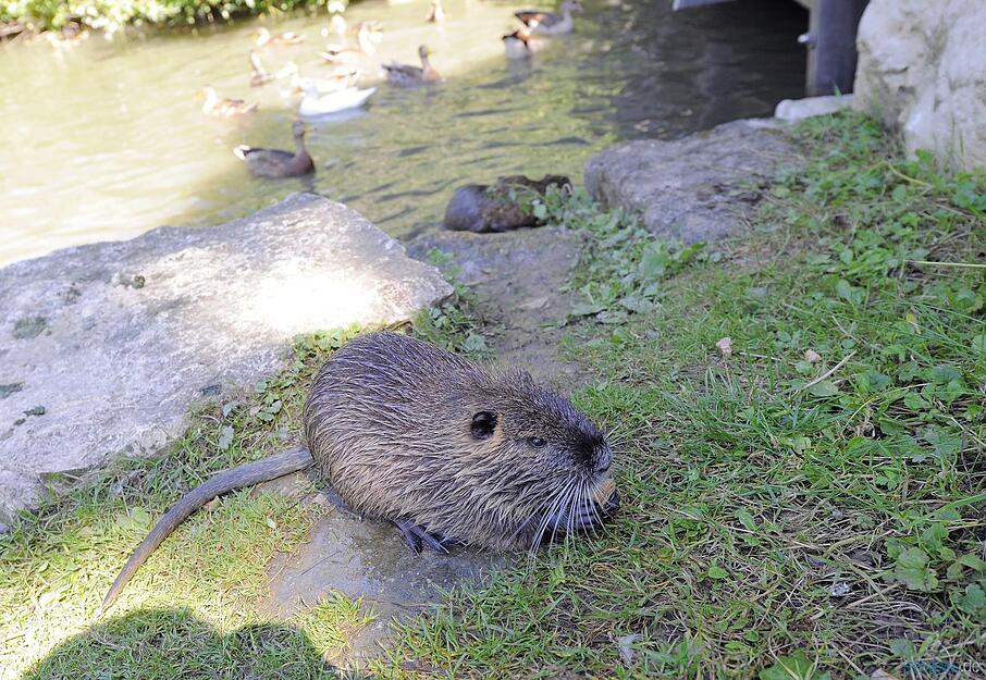 Nutria-Familie im Heilbronner Wertwiesenpark Nutria-Familie im Heilbronner Wertwiesenpark