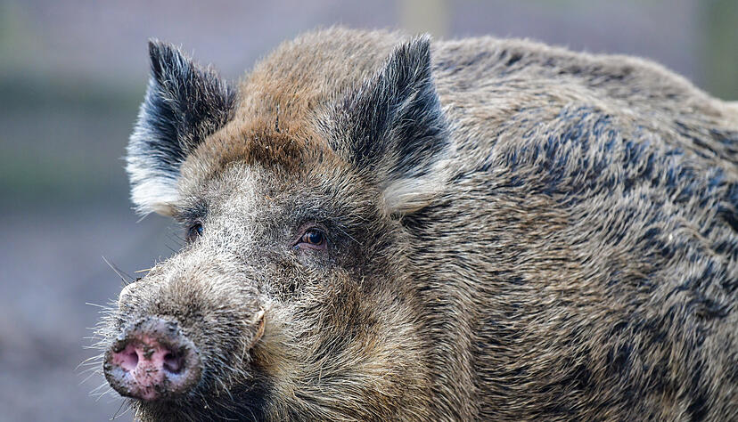 Am Dienstag  hat ein Wildschwein in Heidelberg randaliert und ist dann gefl&uuml;chtet. Foto: dpa