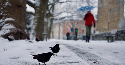 Schnee in Heilbronn? Am ersten Januar-Wochenende zeigt sich auch die Region winterlich.