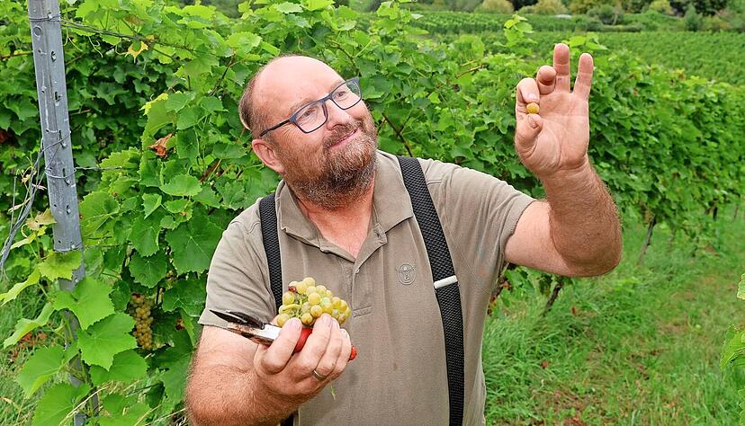 Andreas Stutz freut sich über süße Muskaris-Trauben am Heilbronner Gaffenberg.