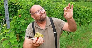 Andreas Stutz freut sich über süße Muskaris-Trauben am Heilbronner Gaffenberg.