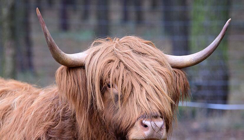 Zwei Rinder sind von einem Zug erfasst worden (Symbolbild) Zwei Rinder sind von einem Zug erfasst worden (Symbolbild)