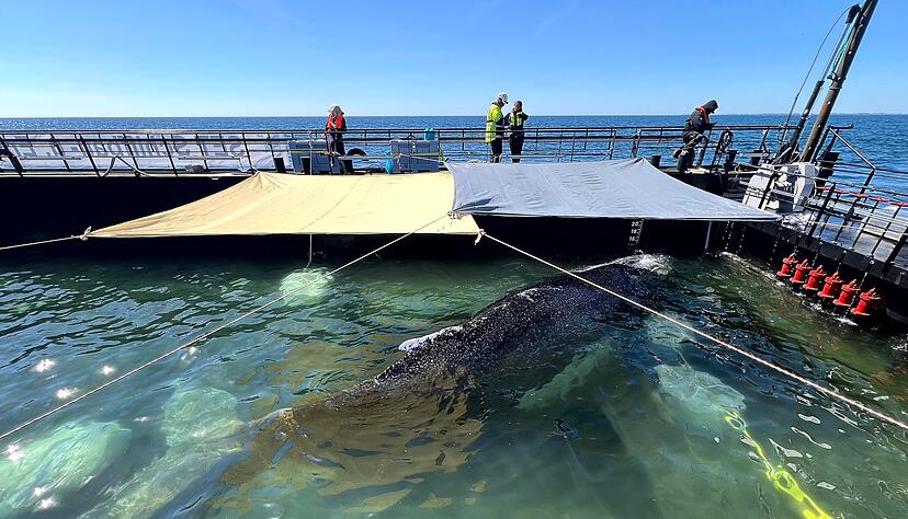 Noch muss der Wal den tagelangen Transport um die Nordspitze D&auml;nemarks herum durch das Skagerrak &uuml;berstehen.