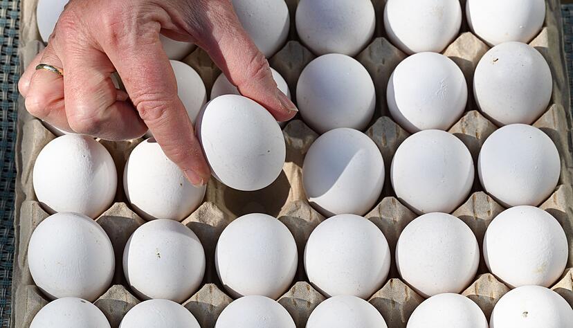 In Baden-Württemberg wurden 2025 mehr Eier erzeugt. (Symbolbild) In Baden-Württemberg wurden 2025 mehr Eier erzeugt. (Symbolbild)