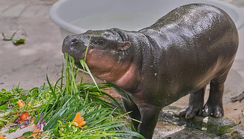 Moo Deng bekam zum ersten Geburtstag einen "Kuchen" aus Fr&uuml;chten und Gem&uuml;se.