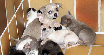 Hundewelpen liegen in einem Raum in einem Tierheim. Die Polizei hatte die Tiere in der Nacht in einem Transporter aus der Slowakei beschlagnahmt. Foto: Marion Wünn/Tierschutzverein Stuttgart/dpa