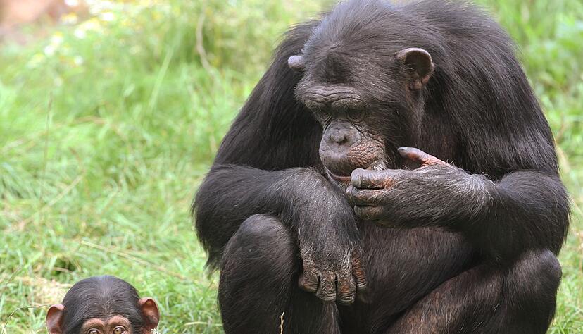 Jungtiere sind süß und Publikumsmagneten - doch wohin mit ihnen, wenn sie größer werden? Jungtiere sind süß und Publikumsmagneten - doch wohin mit ihnen, wenn sie größer werden?