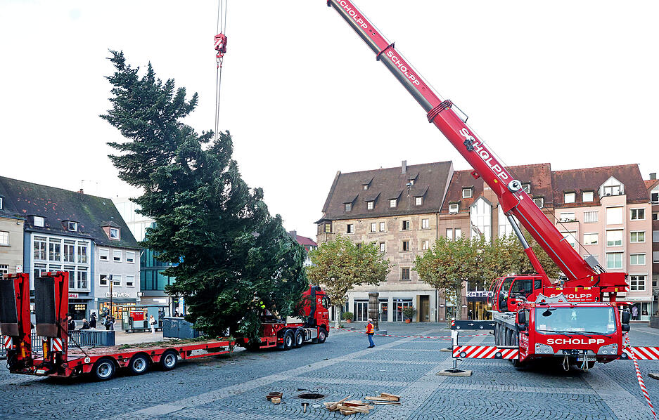 Der Heilbronner Marktplatz wird in diesem Jahr von einer 47 Jahre alten und 16 Meter hohen Weißtanne aus Ilsfeld geschmückt.