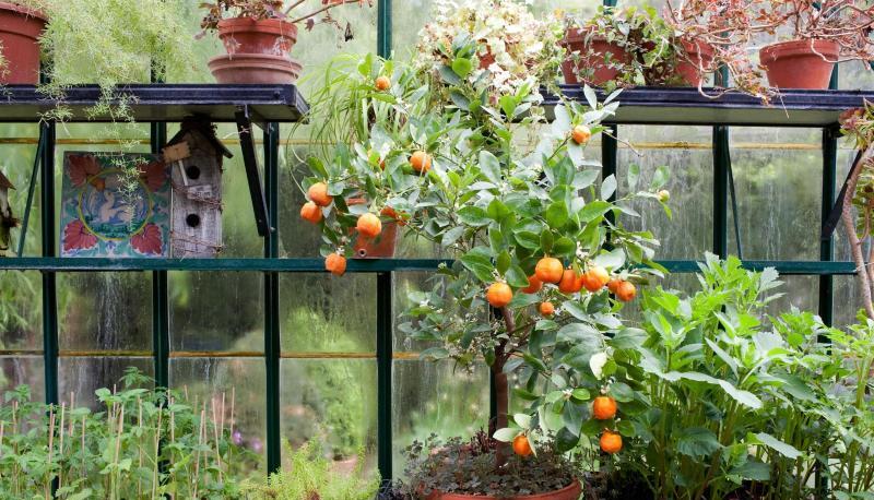 Ein Wintergarten, der nicht geheizt wird, ist ein optimales Lager f&uuml;r Zitrusfr&uuml;chte (Mitte: Zwergorange Calamondin &laquo;Piccolo&raquo;).
