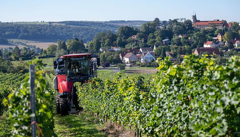 Höhere Kosten und weniger Wein-Trinker. Die Branche ist in der Krise. (Archivbild) Höhere Kosten und weniger Wein-Trinker. Die Branche ist in der Krise. (Archivbild)