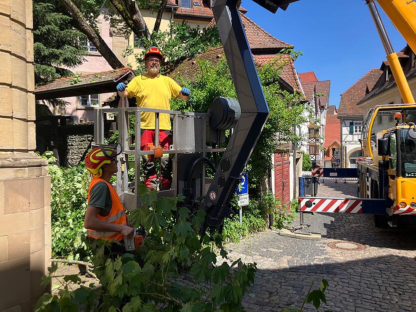 Fachagrarwirt Stephan Burock aus Heilbronn  schneidet nach dem Sturz die Baumkrone zur&uuml;ck.