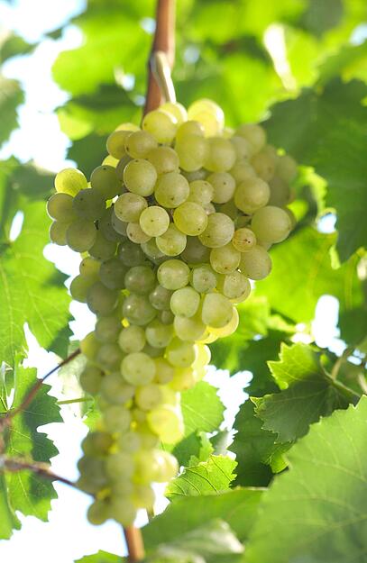Die Sorte Müller-Thurgau verdankt ihre Existenz Professor Hermann Müller aus dem Kanton Thurgau, der sie schon 1822 aus Riesling und Madeleine royale kreuzte, nicht wie lange gedacht Riesling mit Silvaner. Die Trauben reifen früh, sind gut genießbar und liefern süffige, oft  blumige Weine mit Muskataroma. Die Säure fällt mild aus. Müller-Thurgau ist geschmacklich leicht zugänglich und in der Farbe blassgelb bis hellgelb. In den 1970er Jahren gab es einen regelrechten Boom. Das Ergebnis: immer mehr, immer dünner und bald immer weniger beliebt. So
schrumpfte die Anbaufläche in Württemberg auf heute 300 Hektar. Trocken ausgebaut und unter dem besser klingenden Namen Rivaner erlebt die Sorte derzeit vor allem im Frankenland eine Renaissance.