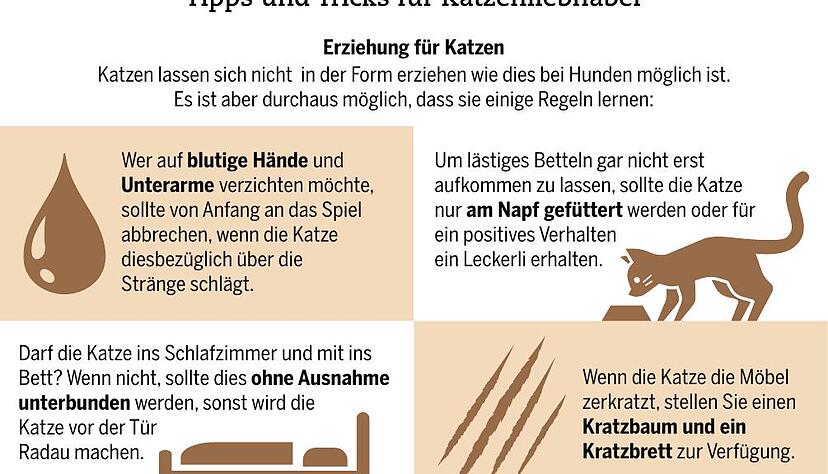 Tipps und Tricks für Katzenliebhaber. Tipps und Tricks für Katzenliebhaber.