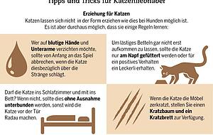 Tipps und Tricks für Katzenliebhaber. Tipps und Tricks für Katzenliebhaber.