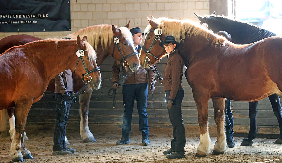 Prämierung beim Heilbronner Pferdemarkt mit 172 Pferden und Ponys