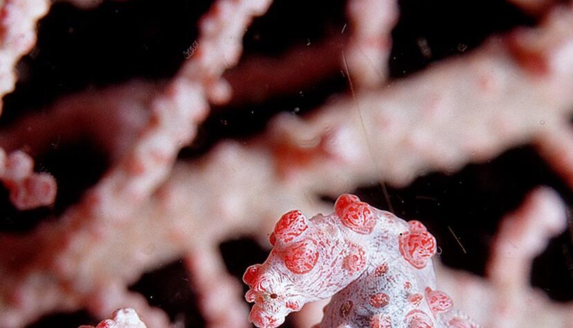 Mit einer Größe von etwa zwei Zentimetern zählen Zwerg-Seepferdchen - auch Pygmäenseepferdchen genannt - zu den kleinsten Wirbeltieren weltweit. Mit einer Größe von etwa zwei Zentimetern zählen Zwerg-Seepferdchen - auch Pygmäenseepferdchen genannt - zu den kleinsten Wirbeltieren weltweit.