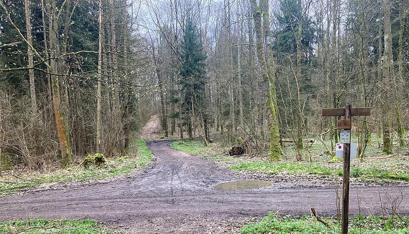 An dieser Stelle im Waldgebiet Stöckach, kurz vor Fürfeld, soll Khadidja O. niedergeschlagen worden sein. Ob sie hier auch getötet wurde, ist unklar.