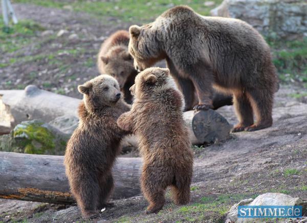 B&auml;rengeburtstag in Tripsdrill | 29.12.