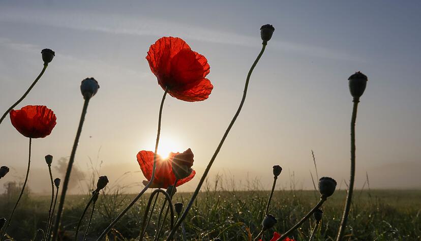 Meteorologen erwarten weniger Regen. (Archivbild) Meteorologen erwarten weniger Regen. (Archivbild)